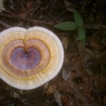 Heart Mushroom