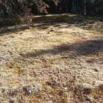 A circle of moss-covered, lichen-buried stones--and a big mystery