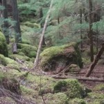 moss-covered stones cascading down to a narrow stream 