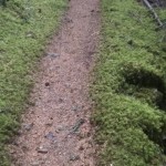 A mossy narrow path, with moss-covered stones on both sides of the trail. 